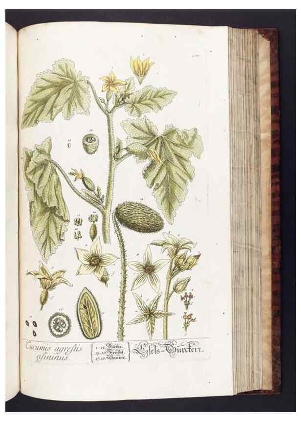 Reproducción/Reproduction 8380607286: Herbarium Blackwellianum emendatum et auctum, id est, Elisabethae Blackwell collectio stirpium. Norimbergae : Typis Io. Iosephi Fleischmanni, 1750-1773.