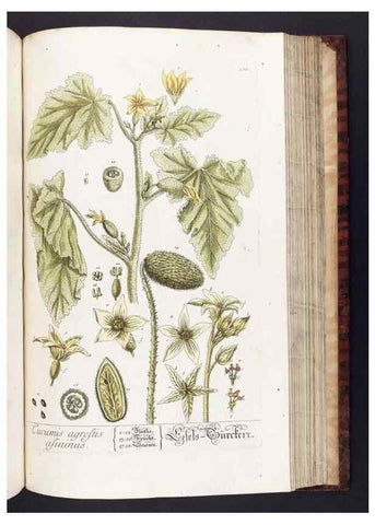 Reproducción/Reproduction 8380607286: Herbarium Blackwellianum emendatum et auctum, id est, Elisabethae Blackwell collectio stirpium. Norimbergae : Typis Io. Iosephi Fleischmanni, 1750-1773.