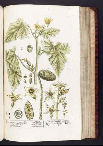 Reproducción/Reproduction 8380607286: Herbarium Blackwellianum emendatum et auctum, id est, Elisabethae Blackwell collectio stirpium. Norimbergae : Typis Io. Iosephi Fleischmanni, 1750-1773.