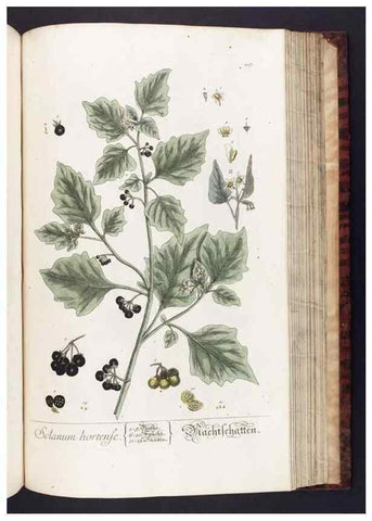 Reproducción/Reproduction 8380606934: Herbarium Blackwellianum emendatum et auctum, id est, Elisabethae Blackwell collectio stirpium. Norimbergae : Typis Io. Iosephi Fleischmanni, 1750-1773.