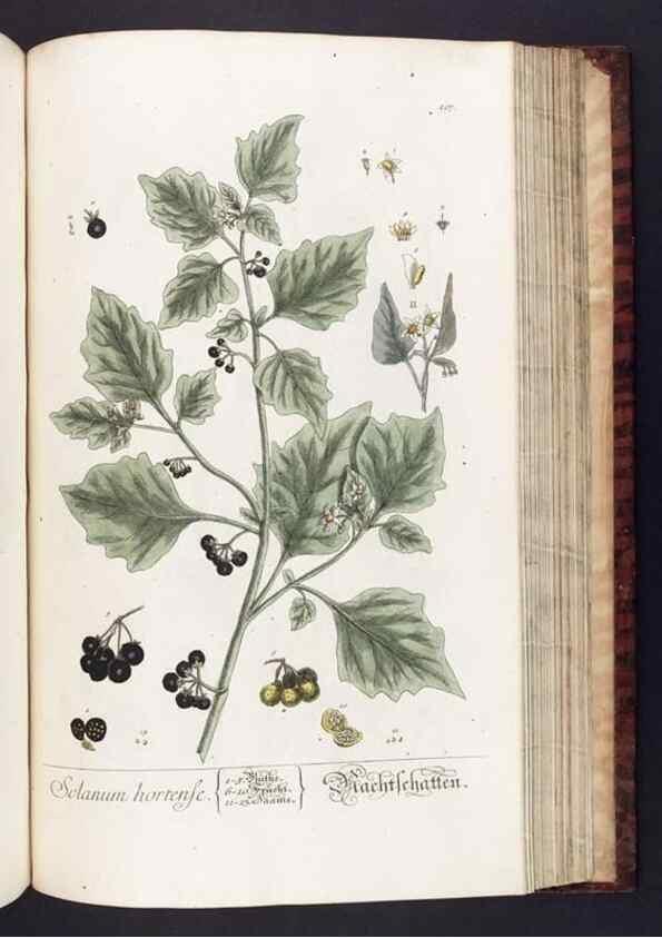 Reproducción/Reproduction 8380606934: Herbarium Blackwellianum emendatum et auctum, id est, Elisabethae Blackwell collectio stirpium. Norimbergae : Typis Io. Iosephi Fleischmanni, 1750-1773.