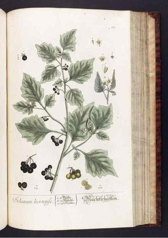 Reproducción/Reproduction 8380606934: Herbarium Blackwellianum emendatum et auctum, id est, Elisabethae Blackwell collectio stirpium. Norimbergae : Typis Io. Iosephi Fleischmanni, 1750-1773.