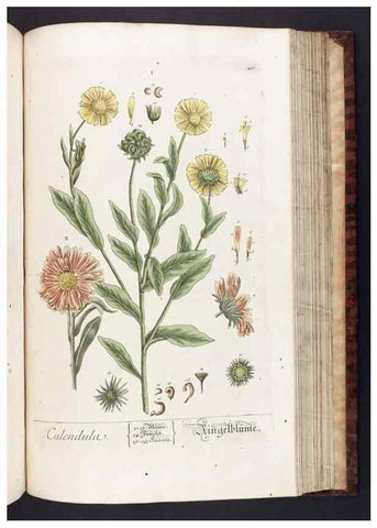 Reproducción/Reproduction 8379527087: Herbarium Blackwellianum emendatum et auctum, id est, Elisabethae Blackwell collectio stirpium. Norimbergae : Typis Io. Iosephi Fleischmanni, 1750-1773.