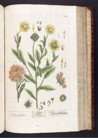 Reproducción/Reproduction 8379527087: Herbarium Blackwellianum emendatum et auctum, id est, Elisabethae Blackwell collectio stirpium. Norimbergae : Typis Io. Iosephi Fleischmanni, 1750-1773.