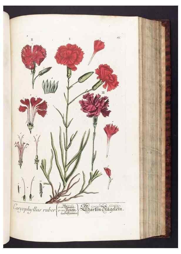 Reproducción/Reproduction 8379521865: Herbarium Blackwellianum emendatum et auctum, id est, Elisabethae Blackwell collectio stirpium. Norimbergae : Typis Io. Iosephi Fleischmanni, 1750-1773.