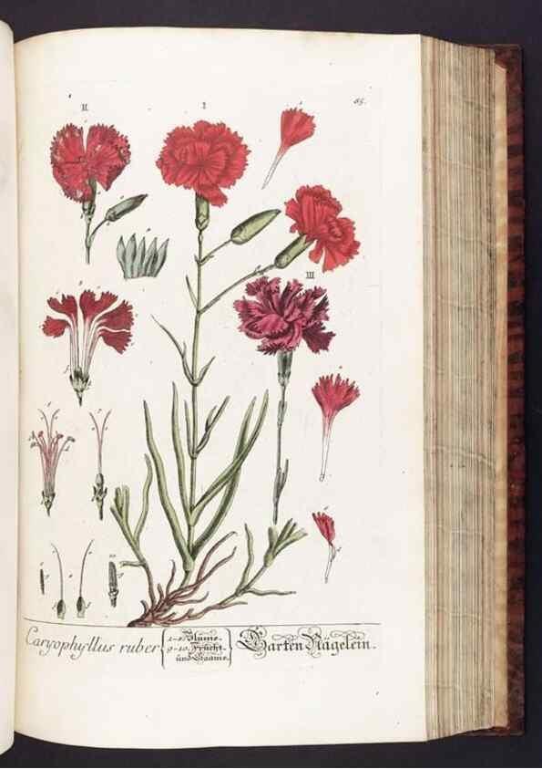 Reproducción/Reproduction 8379521865: Herbarium Blackwellianum emendatum et auctum, id est, Elisabethae Blackwell collectio stirpium. Norimbergae : Typis Io. Iosephi Fleischmanni, 1750-1773.