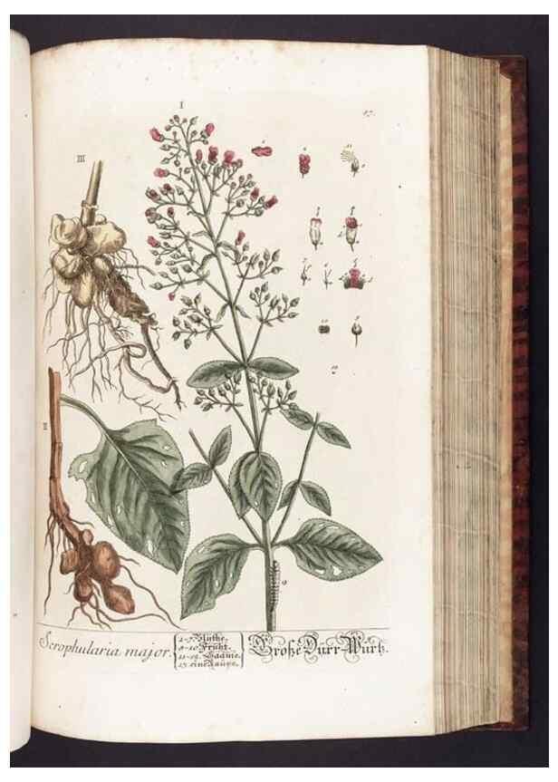 Reproducción/Reproduction 8379522297: Herbarium Blackwellianum emendatum et auctum, id est, Elisabethae Blackwell collectio stirpium. Norimbergae : Typis Io. Iosephi Fleischmanni, 1750-1773.