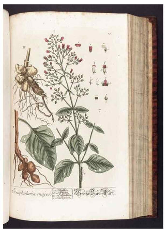 Reproducción/Reproduction 8379522297: Herbarium Blackwellianum emendatum et auctum, id est, Elisabethae Blackwell collectio stirpium. Norimbergae : Typis Io. Iosephi Fleischmanni, 1750-1773.