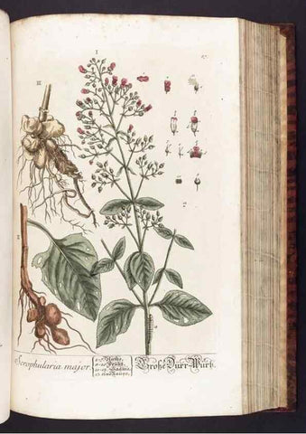 Reproducción/Reproduction 8379522297: Herbarium Blackwellianum emendatum et auctum, id est, Elisabethae Blackwell collectio stirpium. Norimbergae : Typis Io. Iosephi Fleischmanni, 1750-1773.