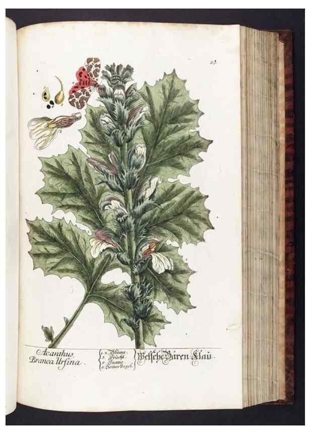 Reproducción/Reproduction 8380602228: Herbarium Blackwellianum emendatum et auctum, id est, Elisabethae Blackwell collectio stirpium. Norimbergae : Typis Io. Iosephi Fleischmanni, 1750-1773.