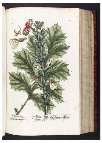 Reproducción/Reproduction 8380602228: Herbarium Blackwellianum emendatum et auctum, id est, Elisabethae Blackwell collectio stirpium. Norimbergae : Typis Io. Iosephi Fleischmanni, 1750-1773.