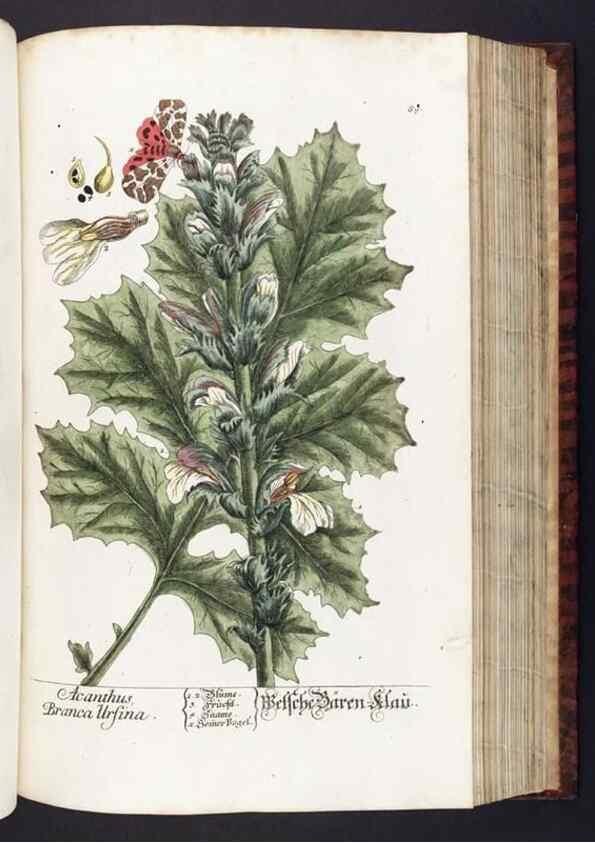 Reproducción/Reproduction 8380602228: Herbarium Blackwellianum emendatum et auctum, id est, Elisabethae Blackwell collectio stirpium. Norimbergae : Typis Io. Iosephi Fleischmanni, 1750-1773.