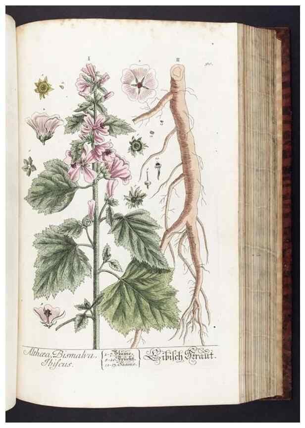 Reproducción/Reproduction 8380602480: Herbarium Blackwellianum emendatum et auctum, id est, Elisabethae Blackwell collectio stirpium. Norimbergae : Typis Io. Iosephi Fleischmanni, 1750-1773.