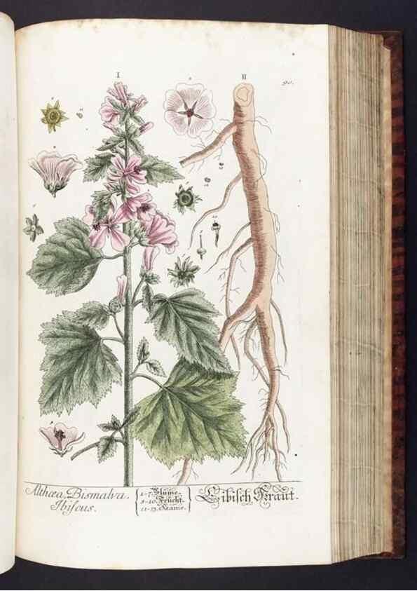 Reproducción/Reproduction 8380602480: Herbarium Blackwellianum emendatum et auctum, id est, Elisabethae Blackwell collectio stirpium. Norimbergae : Typis Io. Iosephi Fleischmanni, 1750-1773.
