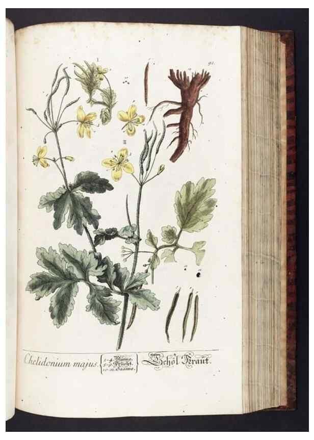 Reproducción/Reproduction 8379523403: Herbarium Blackwellianum emendatum et auctum, id est, Elisabethae Blackwell collectio stirpium. Norimbergae : Typis Io. Iosephi Fleischmanni, 1750-1773.