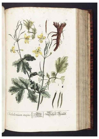 Reproducción/Reproduction 8379523403: Herbarium Blackwellianum emendatum et auctum, id est, Elisabethae Blackwell collectio stirpium. Norimbergae : Typis Io. Iosephi Fleischmanni, 1750-1773.