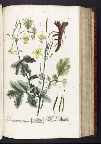 Reproducción/Reproduction 8379523403: Herbarium Blackwellianum emendatum et auctum, id est, Elisabethae Blackwell collectio stirpium. Norimbergae : Typis Io. Iosephi Fleischmanni, 1750-1773.