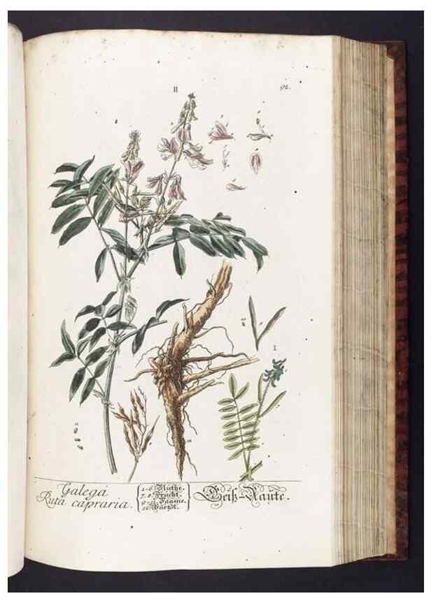 Reproducción/Reproduction 8380603074: Herbarium Blackwellianum emendatum et auctum, id est, Elisabethae Blackwell collectio stirpium. Norimbergae : Typis Io. Iosephi Fleischmanni, 1750-1773.