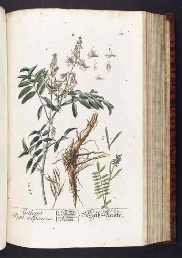 Reproducción/Reproduction 8380603074: Herbarium Blackwellianum emendatum et auctum, id est, Elisabethae Blackwell collectio stirpium. Norimbergae : Typis Io. Iosephi Fleischmanni, 1750-1773.