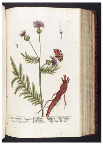 Reproducción/Reproduction 8379523937: Herbarium Blackwellianum emendatum et auctum, id est, Elisabethae Blackwell collectio stirpium. Norimbergae : Typis Io. Iosephi Fleischmanni, 1750-1773.