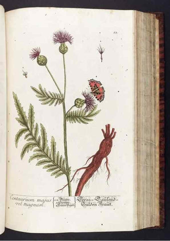Reproducción/Reproduction 8379523937: Herbarium Blackwellianum emendatum et auctum, id est, Elisabethae Blackwell collectio stirpium. Norimbergae : Typis Io. Iosephi Fleischmanni, 1750-1773.