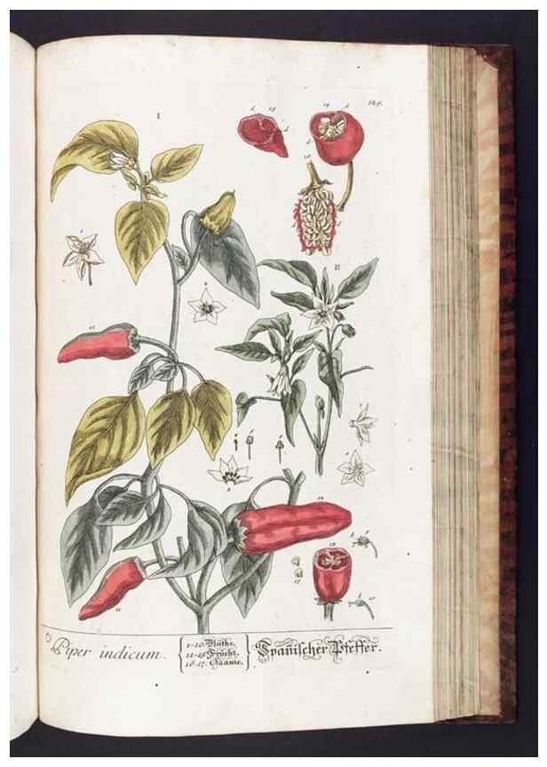 Reproducción/Reproduction 8380611904: Herbarium Blackwellianum emendatum et auctum, id est, Elisabethae Blackwell collectio stirpium. Norimbergae : Typis Io. Iosephi Fleischmanni, 1750-1773.