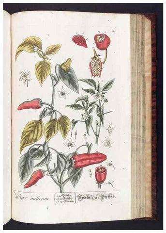 Reproducción/Reproduction 8380611904: Herbarium Blackwellianum emendatum et auctum, id est, Elisabethae Blackwell collectio stirpium. Norimbergae : Typis Io. Iosephi Fleischmanni, 1750-1773.