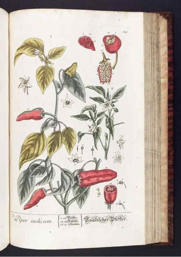 Reproducción/Reproduction 8380611904: Herbarium Blackwellianum emendatum et auctum, id est, Elisabethae Blackwell collectio stirpium. Norimbergae : Typis Io. Iosephi Fleischmanni, 1750-1773.