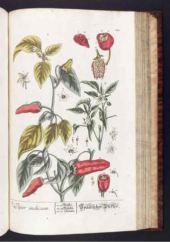 Reproducción/Reproduction 8380611904: Herbarium Blackwellianum emendatum et auctum, id est, Elisabethae Blackwell collectio stirpium. Norimbergae : Typis Io. Iosephi Fleischmanni, 1750-1773.