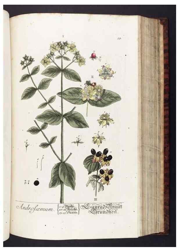 Reproducción/Reproduction 8380603590: Herbarium Blackwellianum emendatum et auctum, id est, Elisabethae Blackwell collectio stirpium. Norimbergae : Typis Io. Iosephi Fleischmanni, 1750-1773.