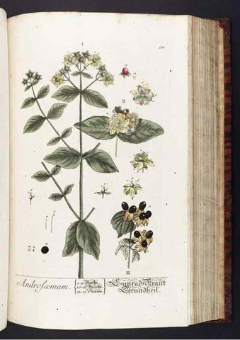 Reproducción/Reproduction 8380603590: Herbarium Blackwellianum emendatum et auctum, id est, Elisabethae Blackwell collectio stirpium. Norimbergae : Typis Io. Iosephi Fleischmanni, 1750-1773.