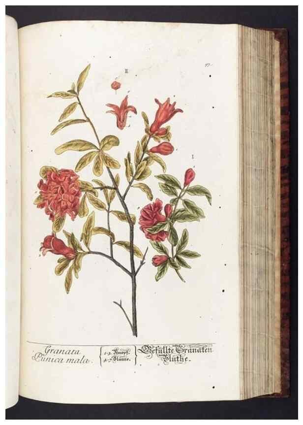 Reproducción/Reproduction 8379524903: Herbarium Blackwellianum emendatum et auctum, id est, Elisabethae Blackwell collectio stirpium. Norimbergae : Typis Io. Iosephi Fleischmanni, 1750-1773.