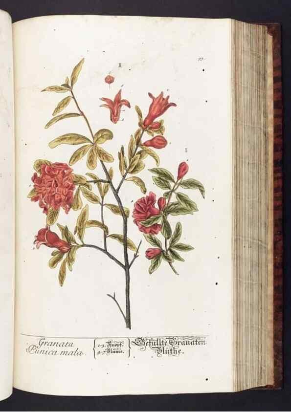 Reproducción/Reproduction 8379524903: Herbarium Blackwellianum emendatum et auctum, id est, Elisabethae Blackwell collectio stirpium. Norimbergae : Typis Io. Iosephi Fleischmanni, 1750-1773.