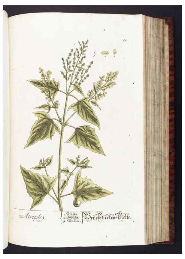 Reproducción/Reproduction 8379525579: Herbarium Blackwellianum emendatum et auctum, id est, Elisabethae Blackwell collectio stirpium. Norimbergae : Typis Io. Iosephi Fleischmanni, 1750-1773.
