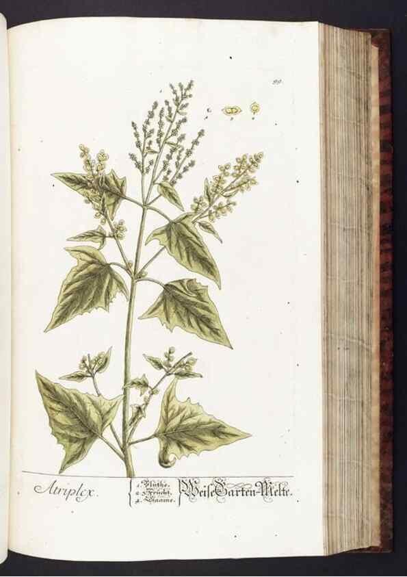 Reproducción/Reproduction 8379525579: Herbarium Blackwellianum emendatum et auctum, id est, Elisabethae Blackwell collectio stirpium. Norimbergae : Typis Io. Iosephi Fleischmanni, 1750-1773.