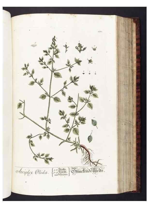 Reproducción/Reproduction 8380605144: Herbarium Blackwellianum emendatum et auctum, id est, Elisabethae Blackwell collectio stirpium. Norimbergae : Typis Io. Iosephi Fleischmanni, 1750-1773.
