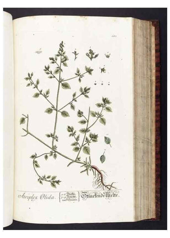 Reproducción/Reproduction 8380605144: Herbarium Blackwellianum emendatum et auctum, id est, Elisabethae Blackwell collectio stirpium. Norimbergae : Typis Io. Iosephi Fleischmanni, 1750-1773.