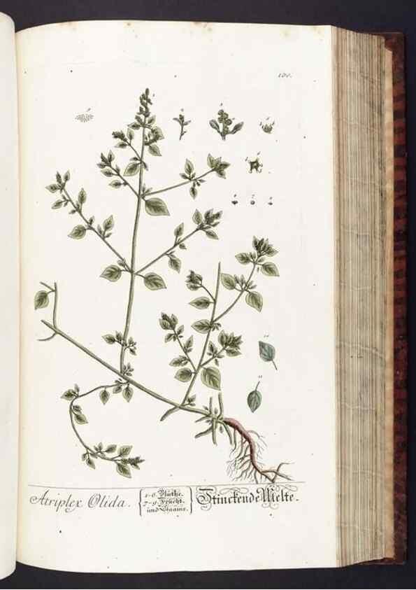 Reproducción/Reproduction 8380605144: Herbarium Blackwellianum emendatum et auctum, id est, Elisabethae Blackwell collectio stirpium. Norimbergae : Typis Io. Iosephi Fleischmanni, 1750-1773.