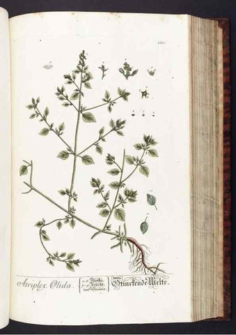 Reproducción/Reproduction 8380605144: Herbarium Blackwellianum emendatum et auctum, id est, Elisabethae Blackwell collectio stirpium. Norimbergae : Typis Io. Iosephi Fleischmanni, 1750-1773.