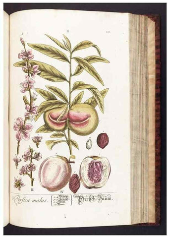 Reproducción/Reproduction 8380605370: Herbarium Blackwellianum emendatum et auctum, id est, Elisabethae Blackwell collectio stirpium. Norimbergae : Typis Io. Iosephi Fleischmanni, 1750-1773.
