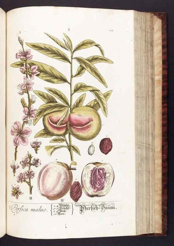 Reproducción/Reproduction 8380605370: Herbarium Blackwellianum emendatum et auctum, id est, Elisabethae Blackwell collectio stirpium. Norimbergae : Typis Io. Iosephi Fleischmanni, 1750-1773.