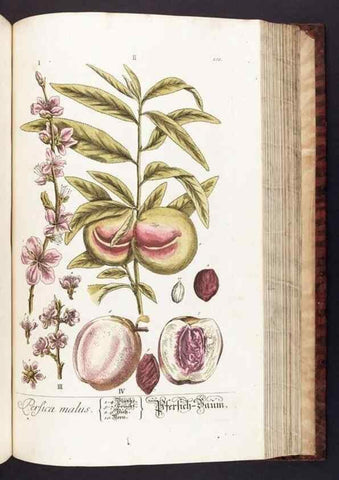 Reproducción/Reproduction 8380605370: Herbarium Blackwellianum emendatum et auctum, id est, Elisabethae Blackwell collectio stirpium. Norimbergae : Typis Io. Iosephi Fleischmanni, 1750-1773.