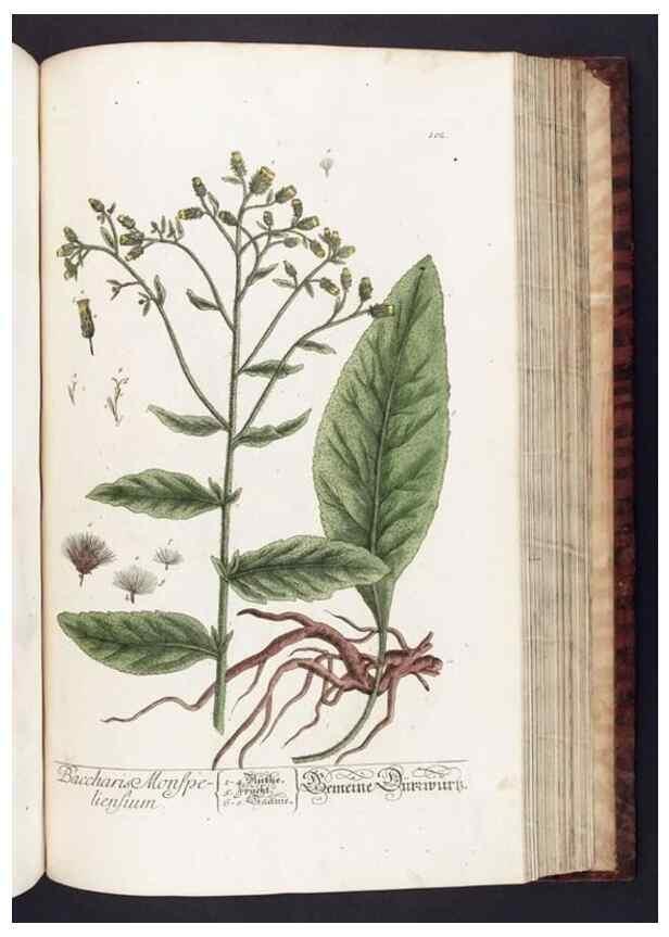 Reproducción/Reproduction 8380605682: Herbarium Blackwellianum emendatum et auctum, id est, Elisabethae Blackwell collectio stirpium. Norimbergae : Typis Io. Iosephi Fleischmanni, 1750-1773.