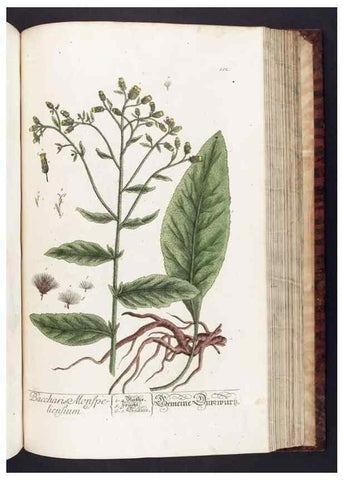 Reproducción/Reproduction 8380605682: Herbarium Blackwellianum emendatum et auctum, id est, Elisabethae Blackwell collectio stirpium. Norimbergae : Typis Io. Iosephi Fleischmanni, 1750-1773.