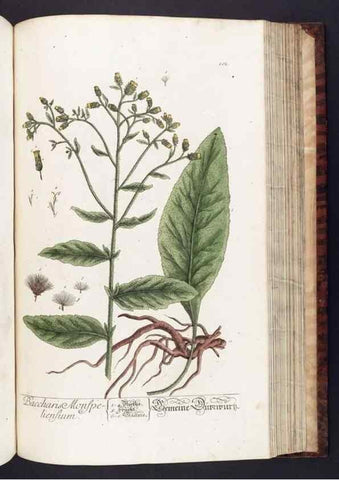 Reproducción/Reproduction 8380605682: Herbarium Blackwellianum emendatum et auctum, id est, Elisabethae Blackwell collectio stirpium. Norimbergae : Typis Io. Iosephi Fleischmanni, 1750-1773.
