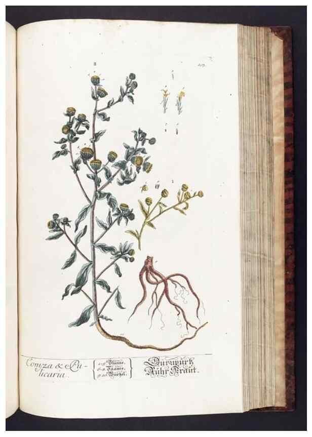 Reproducción/Reproduction 8379526307: Herbarium Blackwellianum emendatum et auctum, id est, Elisabethae Blackwell collectio stirpium. Norimbergae : Typis Io. Iosephi Fleischmanni, 1750-1773.