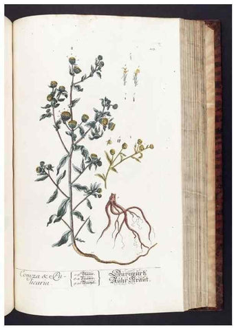 Reproducción/Reproduction 8379526307: Herbarium Blackwellianum emendatum et auctum, id est, Elisabethae Blackwell collectio stirpium. Norimbergae : Typis Io. Iosephi Fleischmanni, 1750-1773.