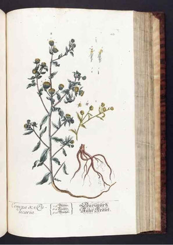 Reproducción/Reproduction 8379526307: Herbarium Blackwellianum emendatum et auctum, id est, Elisabethae Blackwell collectio stirpium. Norimbergae : Typis Io. Iosephi Fleischmanni, 1750-1773.