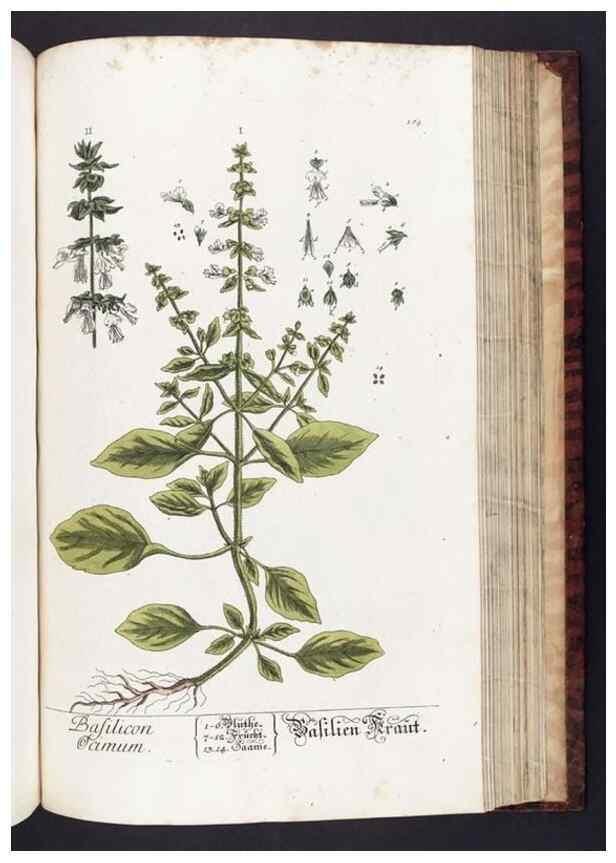 Reproducción/Reproduction 8380606096: Herbarium Blackwellianum emendatum et auctum, id est, Elisabethae Blackwell collectio stirpium. Norimbergae : Typis Io. Iosephi Fleischmanni, 1750-1773.
