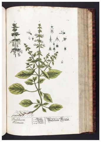 Reproducción/Reproduction 8380606096: Herbarium Blackwellianum emendatum et auctum, id est, Elisabethae Blackwell collectio stirpium. Norimbergae : Typis Io. Iosephi Fleischmanni, 1750-1773.
